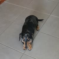 Photo of Ruby And Oreo