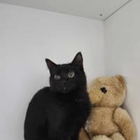 Photo of 🎨 Flick 6046 🎨