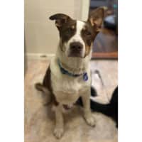 Photo of Banxy   8 Month Old Cattle Dog X (Trial)