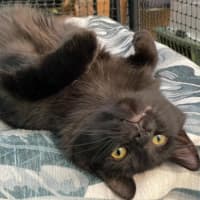 Photo of Scully **2nd Chance Cat Rescue**