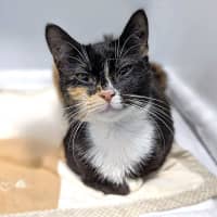 Photo of Cleocatra