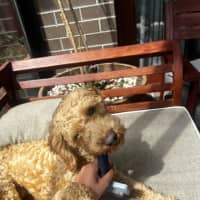 Photo of Cosmo Newhaven