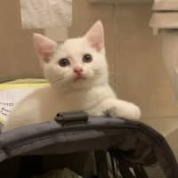 Photo of Brindabella