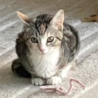 Photo of Tinkabell 