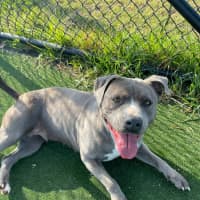 Photo of Zena Imp 1167