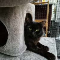 Photo of Okaasan ** 2nd Chance Cat Rescue**