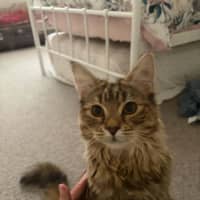 Photo of Maple