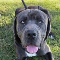 Photo of Chief