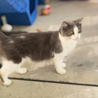 Photo of Suki