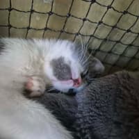 Photo of Darcy