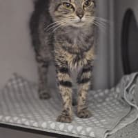 Photo of Squeak