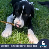 Photo of Finn   4 Month Old Kelpie X Border Collie (Trial)
