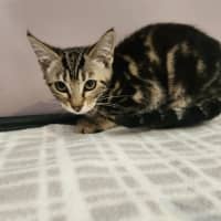 Photo of Ana   In Foster Care In Templestowe