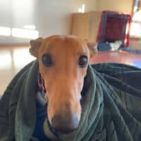 Photo of Arnold, The Greyhound