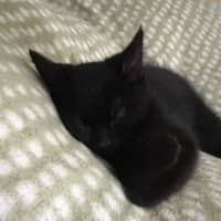 Photo of Nibbler