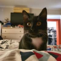 Photo of Ula ** 2nd Chance Cat Rescue **