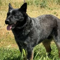 Photo of Bluey