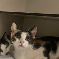 Photo of Fifi
