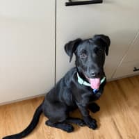 Photo of Oz   5 Month Old German Shepherd X