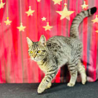 Photo of Giselle   Located In Preston 