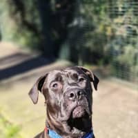 Photo of Apollo
