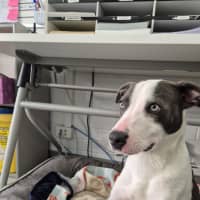 Photo of Zippy! 🪀