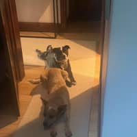 Photo of Nala Jablonksi