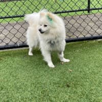 Photo of Snowy