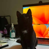 Photo of Poppy