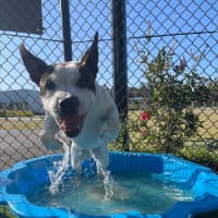 Photo of Iggle Piggle Imp 1690