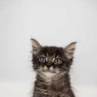 Photo of Gizmo And Greta