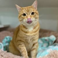 Photo of Goose