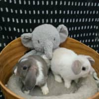 Photo of Lightning / Thunder