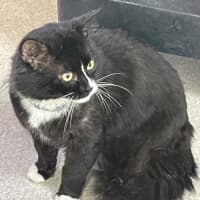 Photo of Alfred (9124)