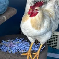 Photo of Daisy And Henry