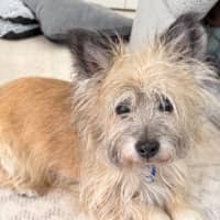 Photo of Honey   15 Year Old Cairn Terrier