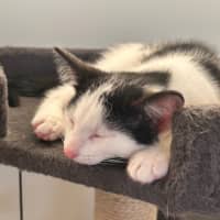 Photo of Cooper