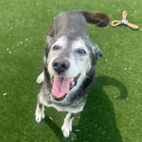 Photo of Sir Walter Imp 179