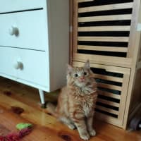 Photo of Paprika
