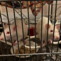 Photo of Charlie, Harper, Molly & Princess