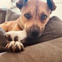 Photo of Chloe Haliwell