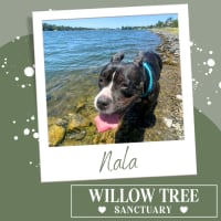 Photo of Nala