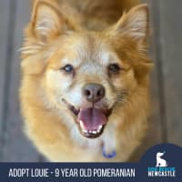 Photo of Louie   9 Year Old Pomeranian X
