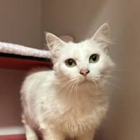 Photo of Willow