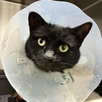 Photo of Kali