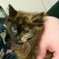 Photo of Pumpkin Spice Latte **2nd Chance Cat Rescue**