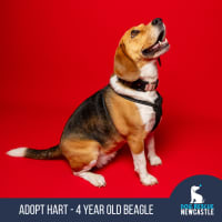 Photo of Hart   4 Year Old Beagle
