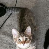 Photo of Chipmunk 