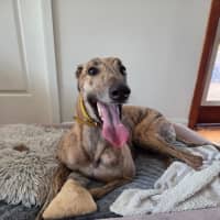 Photo of Jake, The Greyhound
