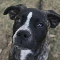 Photo of Diesel